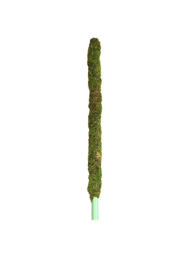 Galapagos (22210) Mossy Perch for Aquarium, 24", Fresh Green - Image 1